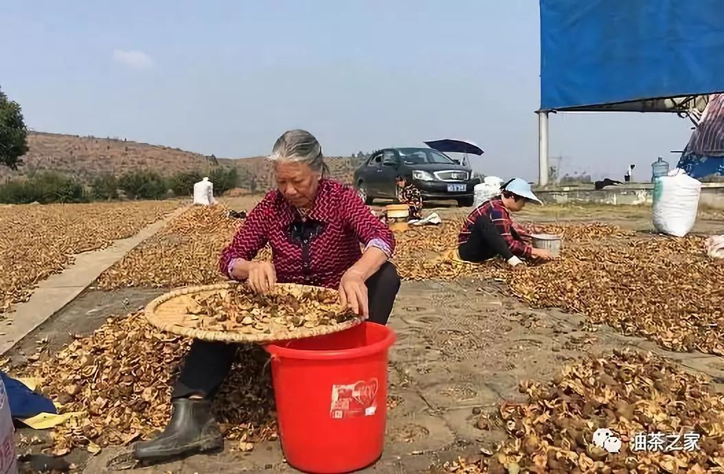 中国林促会油茶分会来耒考察油茶产业发展