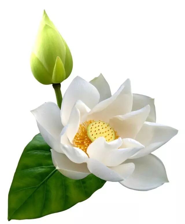 禅语故事 野干 An 鸣 与 师子吼 金龙法雨 微信公众号文章阅读 Wemp