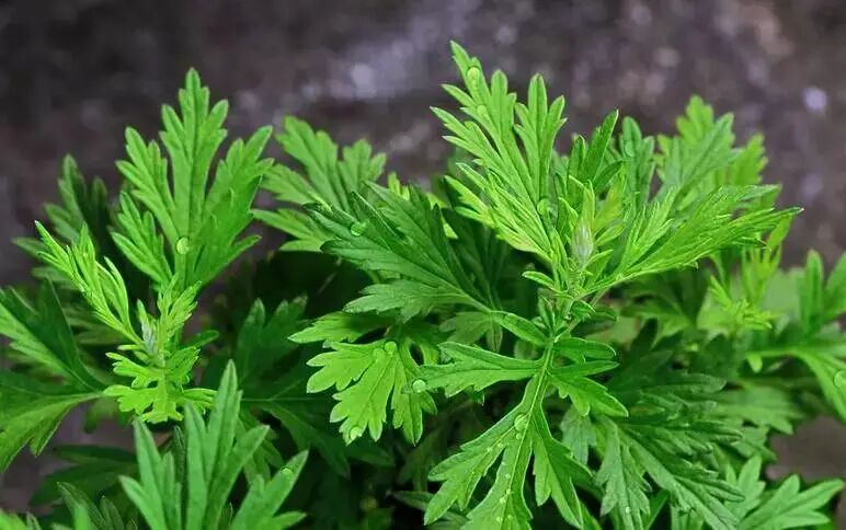 风雅龙游端午艾草香