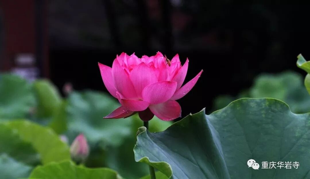 道坚法师随笔——莲花与佛教的因缘观
