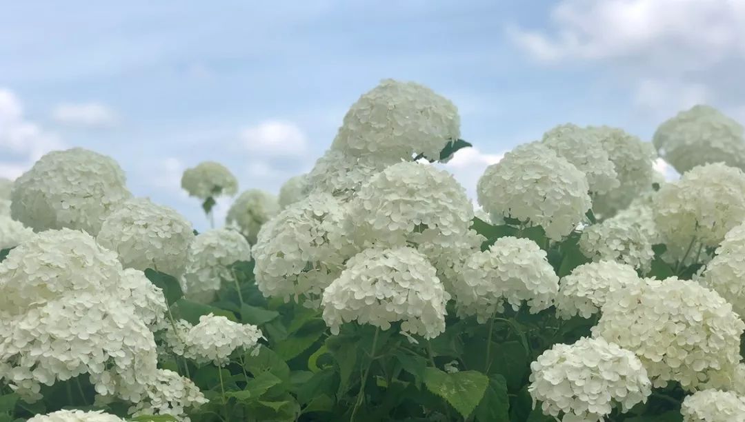 紫阳花开无尽夏 岚山秘境等烟雨 这是一场难忘的京都绮梦 赞那度旅行人生 微信公众号文章阅读 Wemp