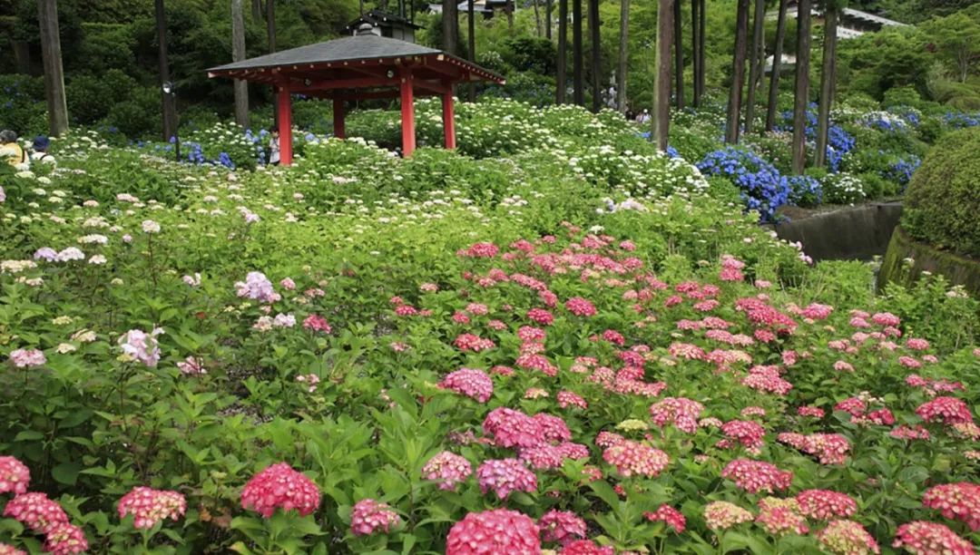 紫阳花开无尽夏 岚山秘境等烟雨 这是一场难忘的京都绮梦 赞那度旅行人生 微信公众号文章阅读 Wemp