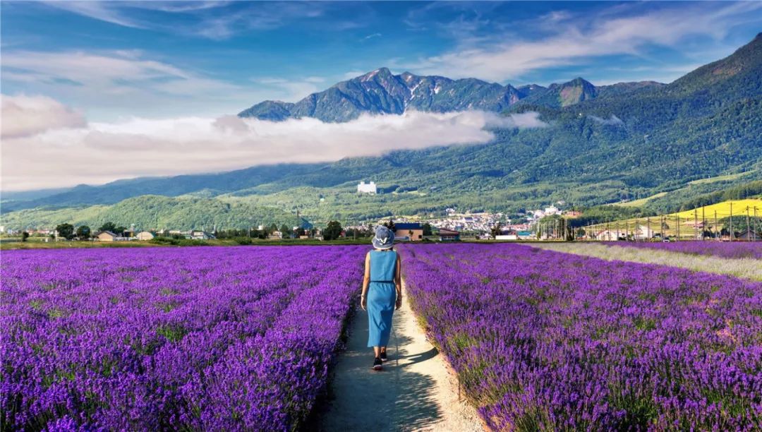 直飞4小时去北海道看薰衣草花海 一年仅此一季 赞那度旅行人生 微信公众号文章阅读 Wemp