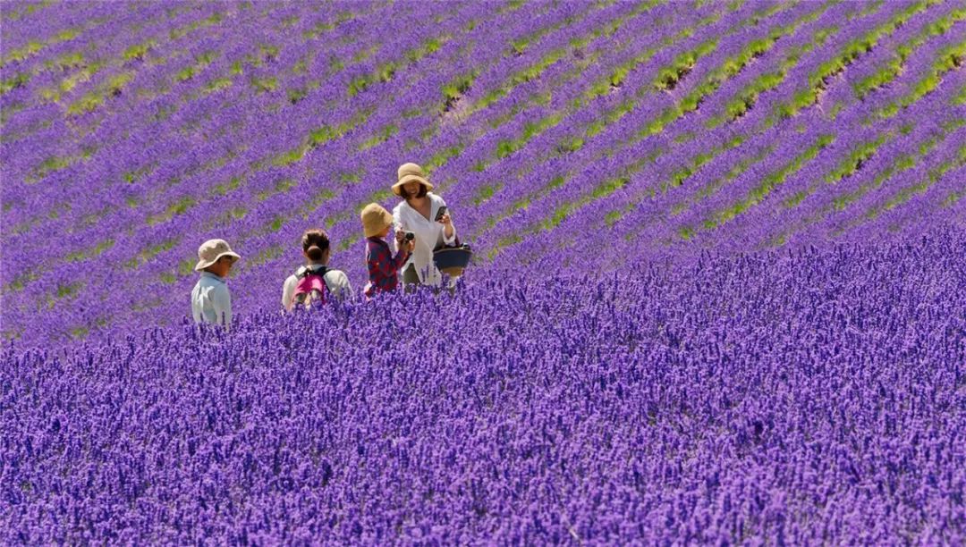 直飞4小时去北海道看薰衣草花海 一年仅此一季 赞那度旅行人生 微信公众号文章阅读 Wemp