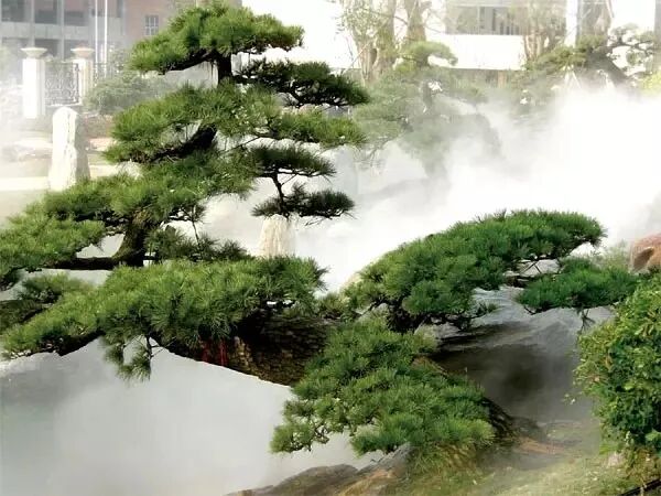 週末 這些生活中常見的近100種植物 你叫得出名字嗎 中國海關雜誌 微文庫