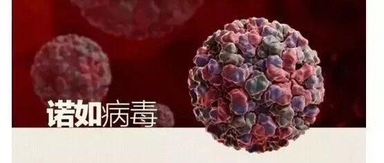 关于“诺如病毒”的风险提示