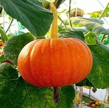 中秋过后吃点它，降脂、降压、防感冒，竟然还能改善贫血！？女性别错过