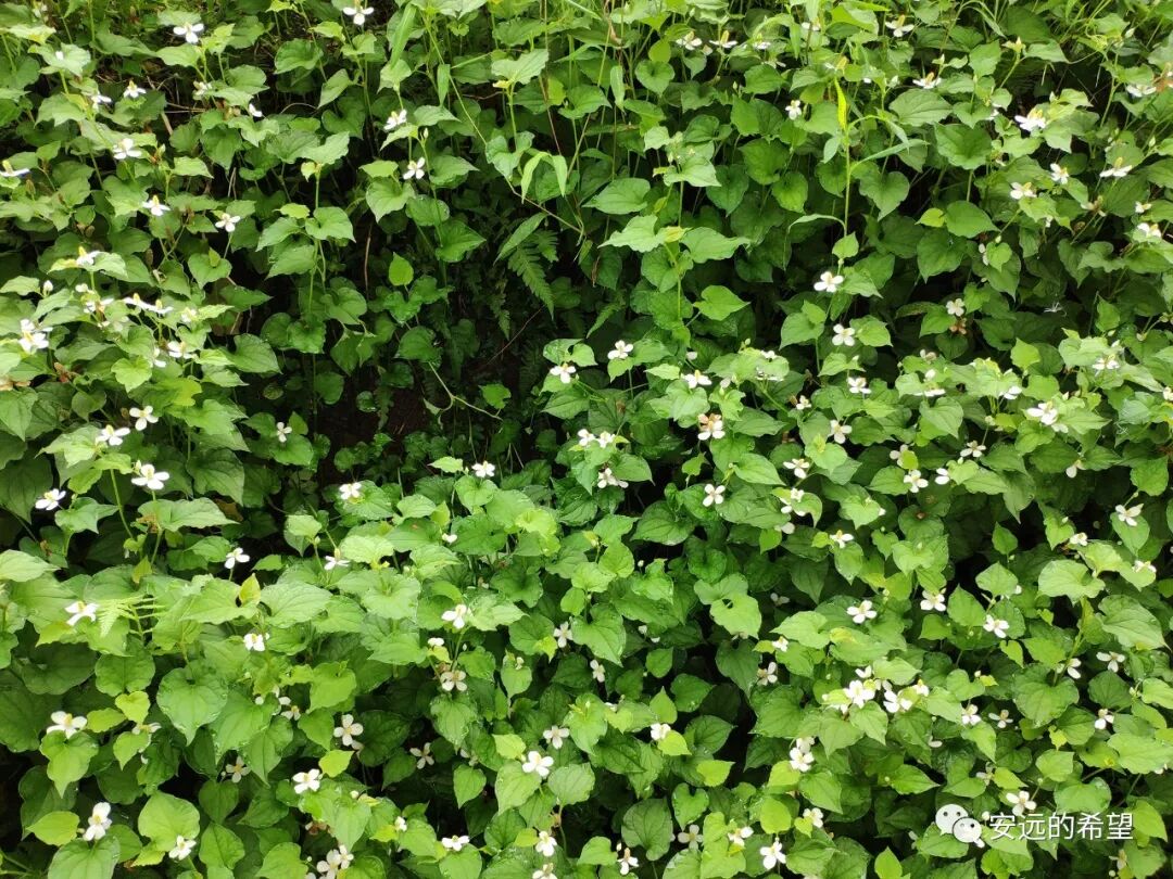 夏天常见的三种名贵药材