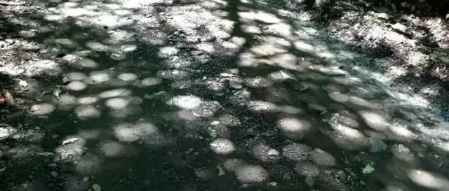 为什么阳光经树叶间隙落地上是一个个圆形光斑？