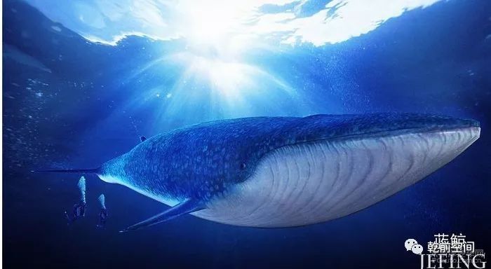生物世界之最大全_生物世界指什么生肖_世间最大的生物