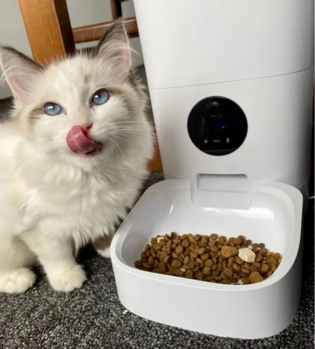 当你上班的时候猫在干什么
