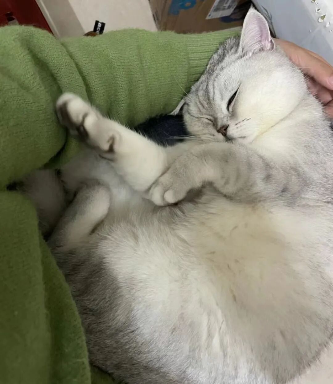 当你上班的时候猫在干什么