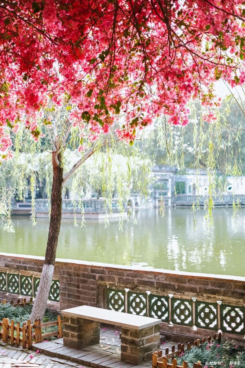 摄影：王晓彤/影像莞