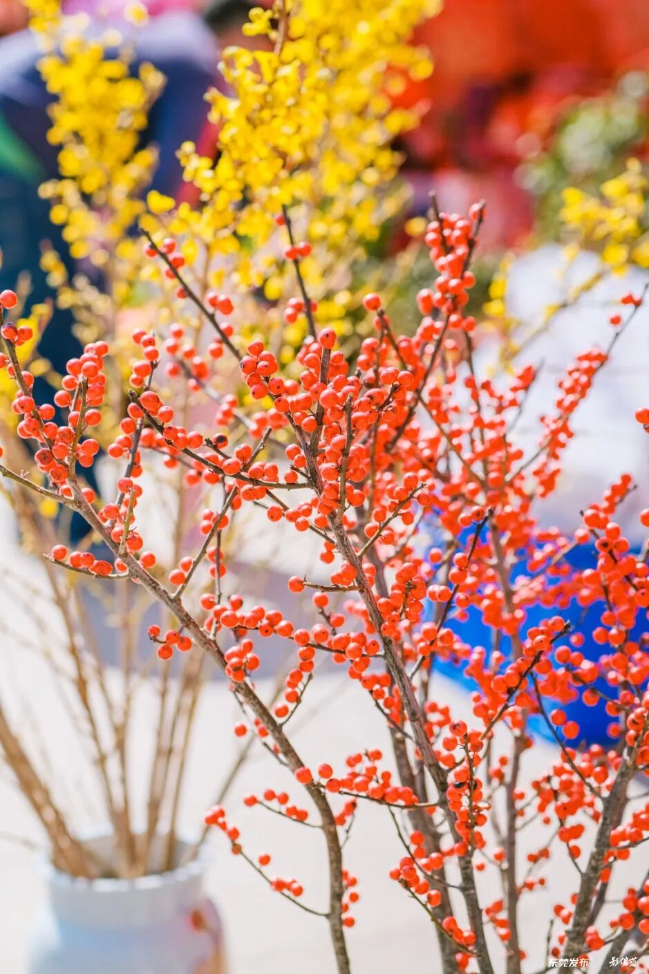 摄影：王晓彤/影像莞