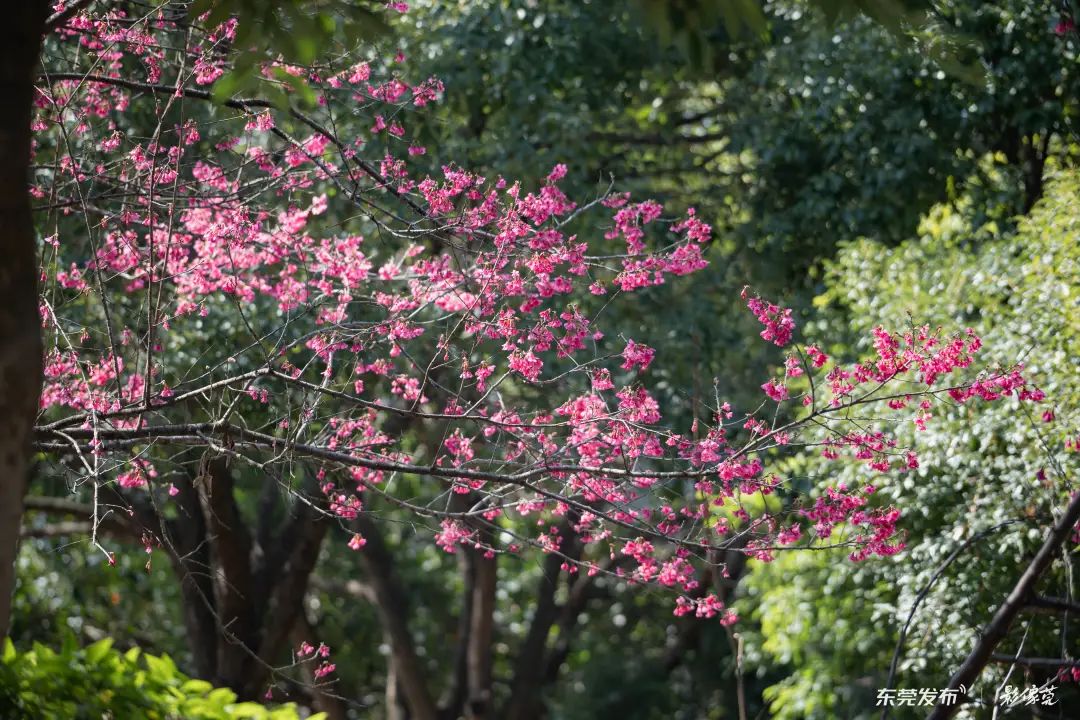 樱花。摄影：黎梓浩/影像莞