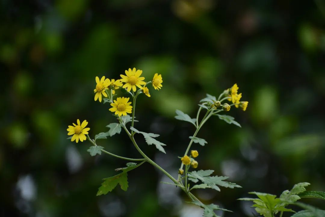 花语故事_花语故事书_花语故事大全