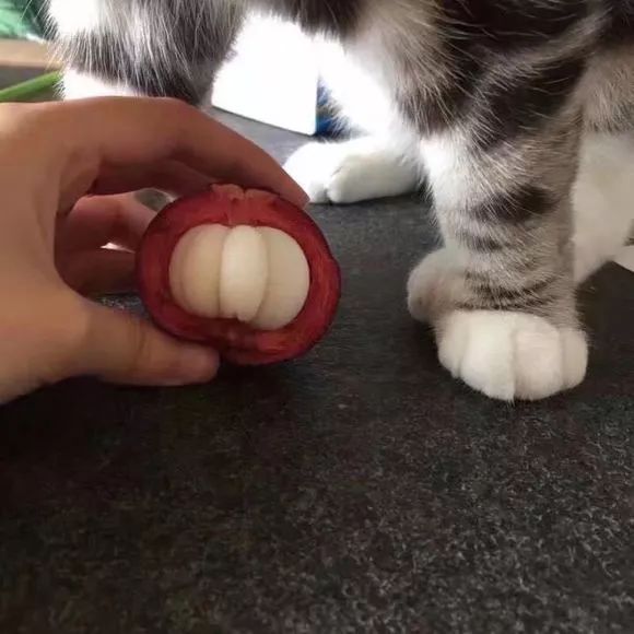 原来,猫咪也是有蜜桃臀的...-微信头条网 原来,猫咪也是有蜜桃臀的...