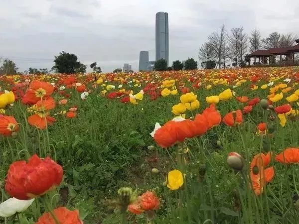 春节去厦门旅游合适吗