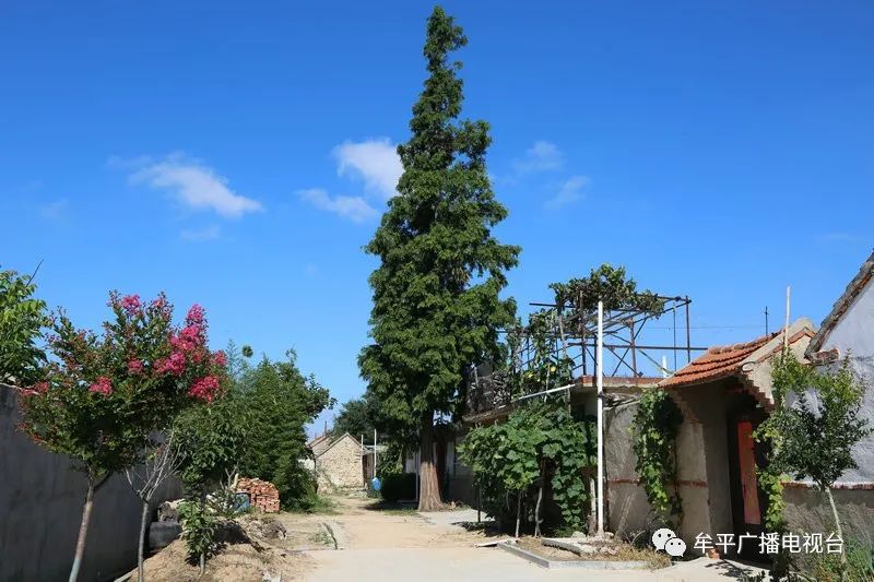 牟平这个小山村出名了因为啥