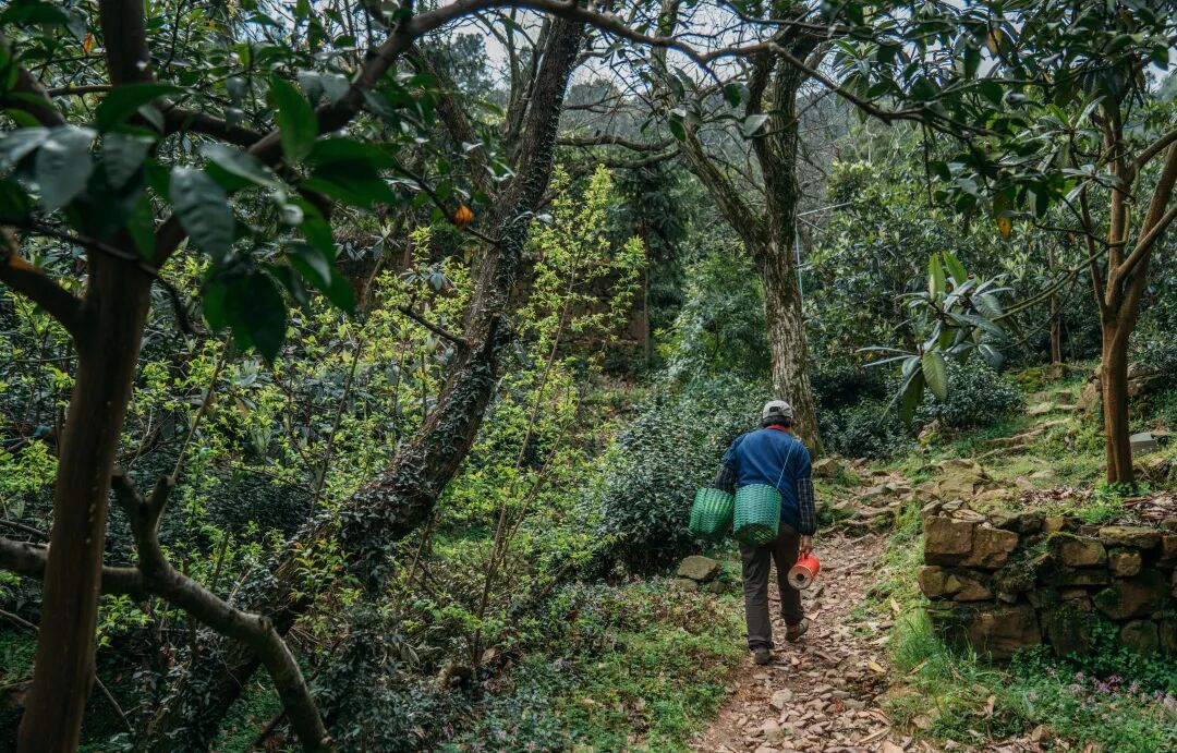 碧螺春是一种_碧螺春间种_碧螺春套种