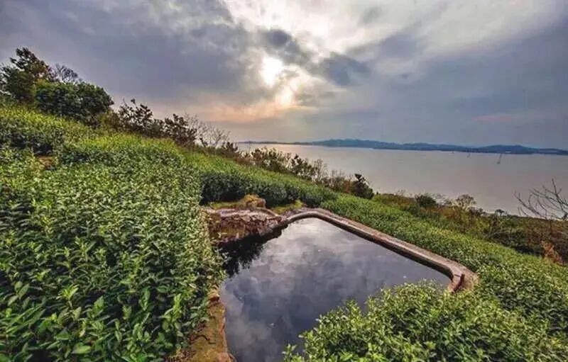 碧螺春间种_碧螺春是一种_碧螺春套种