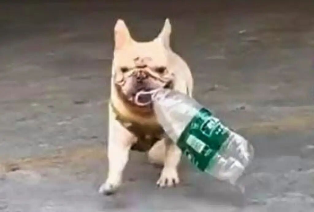 French bulldog Xiaobai, above, doing what he does best, collecting used plastic bottles. Photo: Weibo