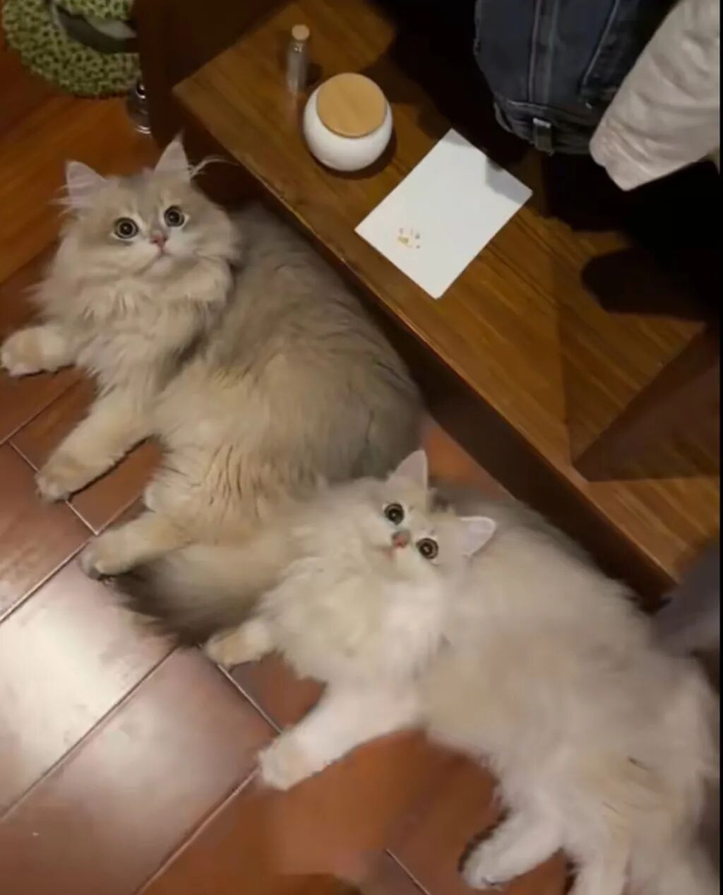 Kuankuan and another kitten relax at home before she went to have the procedure. Photo: Baidu