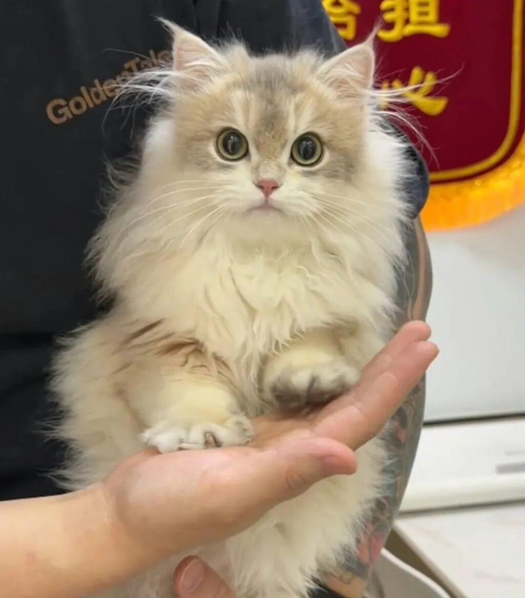 A thing of beauty: Fluffy Kuankuan being held in her owner’s hands before the tragedy. Photo: Baidu