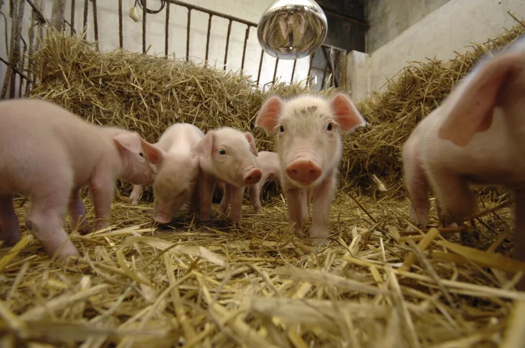 China Traditional Nicknames Meaning Pig and Dog Protect Children
