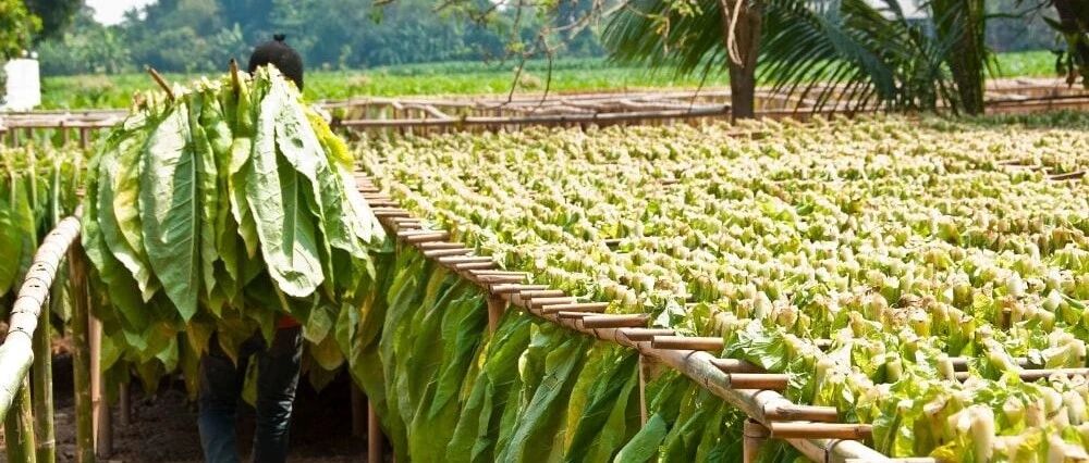 哥伦布从美洲带回的「恶魔」，让中国每年38万人死于癌症