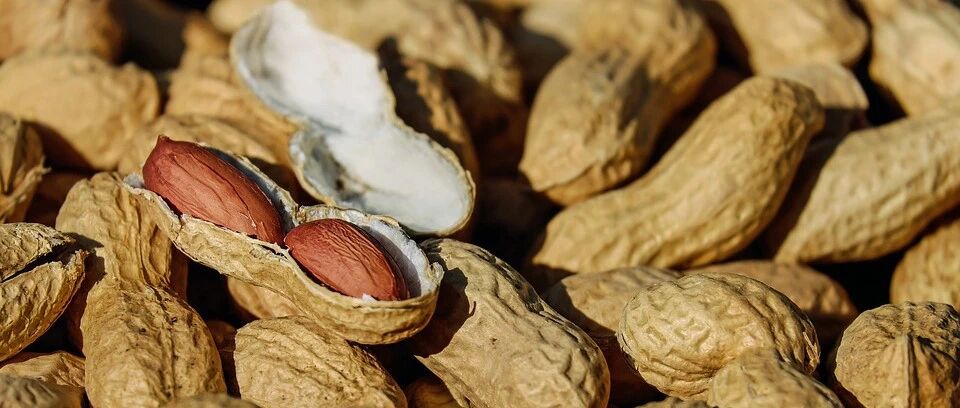 危险! 癌症患者不可多吃花生, 其内的花生凝集素可能会促发癌细胞转移