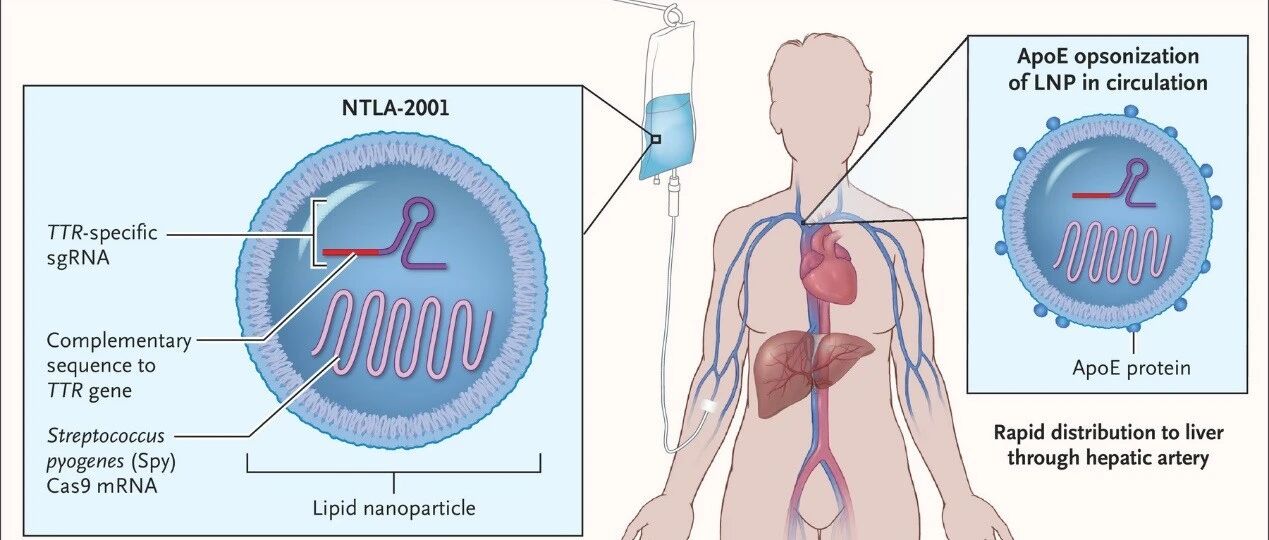 “基因魔剪”再度冲刺癌症治疗, 诺奖级别的医疗技术能否带来新突破？