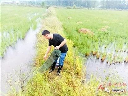 甲鱼致富经_致富经甲鱼_致富甲鱼养殖技术