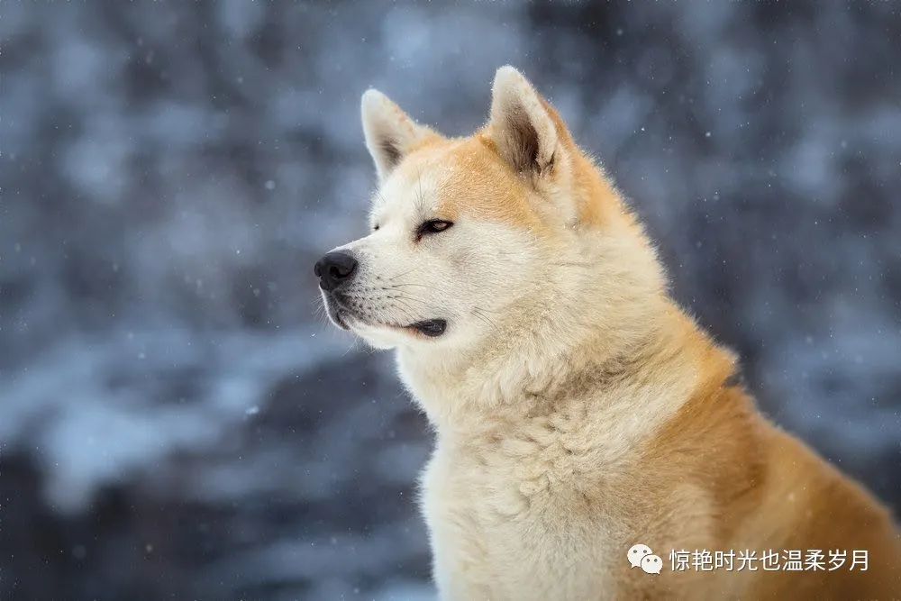 你只知道秋田犬和柴犬 带你了解一下日本的汪星人 国内新鲜事