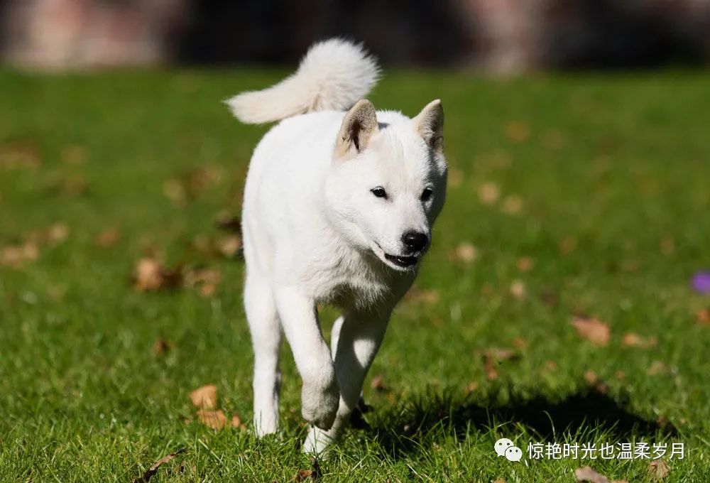 你只知道秋田犬和柴犬 带你了解一下日本的汪星人 国内新鲜事