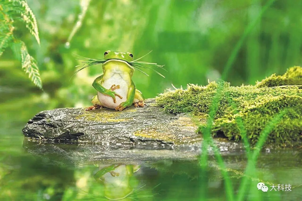 樹蛙的愛情 大科技 微文庫