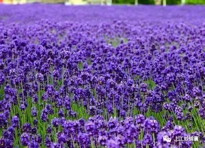 中药 一天一味中药 苜蓿 上工妙锦囊 微信公众号文章阅读 Wemp