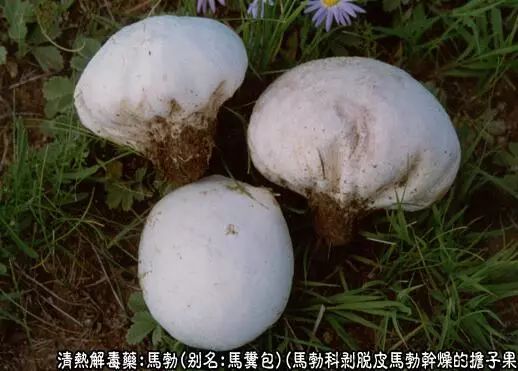 中药材：马勃