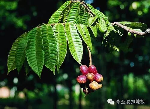 纯实木地板树种之番龙眼