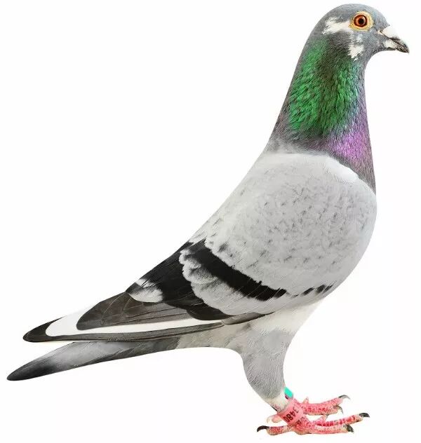 普拉图父子国家赛连连发飙--21世纪名鸽网