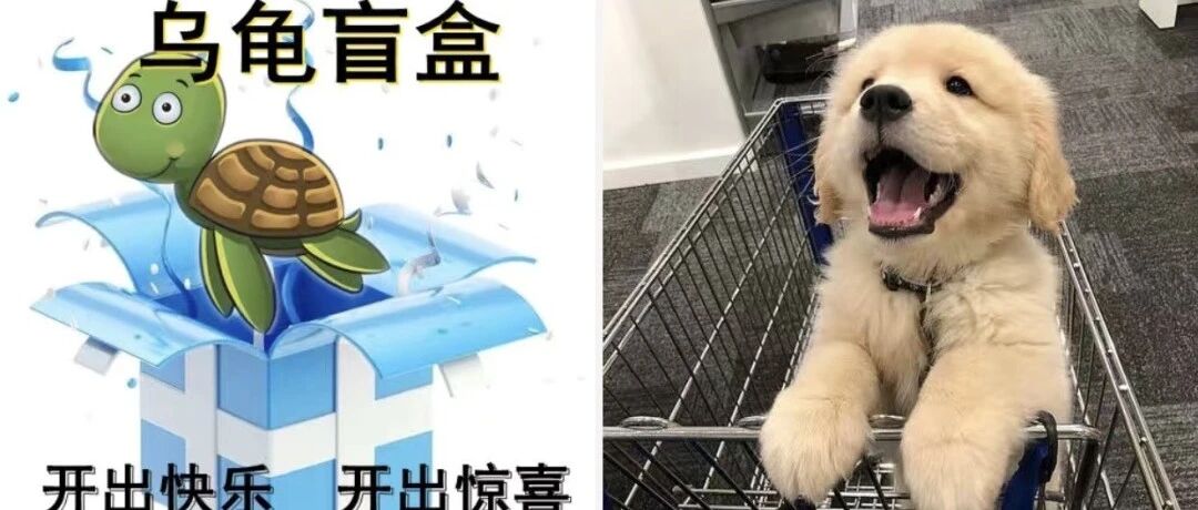 从活体盲盒到云养宠物：体验消费中的新型人宠关系