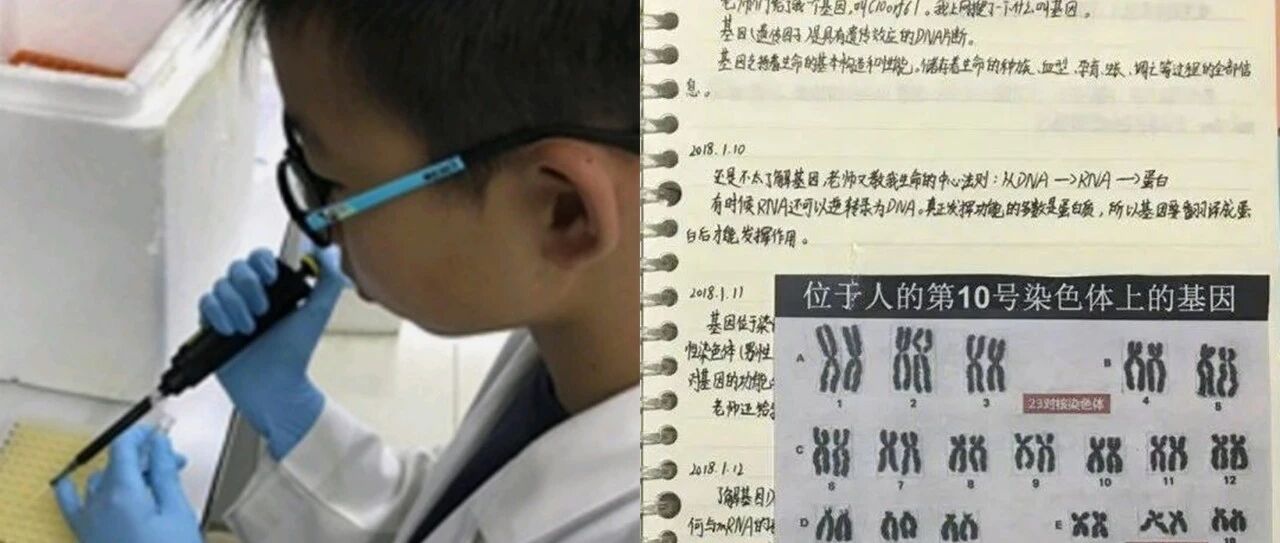 小学生研究癌症获奖？学术造假背后的“铂金包”育儿焦虑