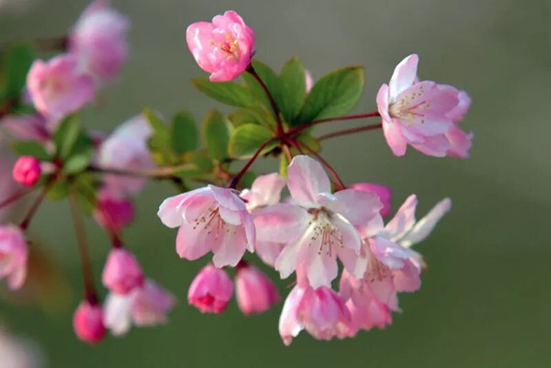 海棠诗句优美形容花的句子_形容海棠花的优美诗句_海棠花美的诗句
