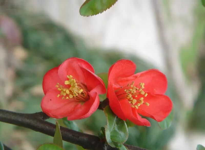 海棠花美的诗句_海棠诗句优美形容花的句子_形容海棠花的优美诗句