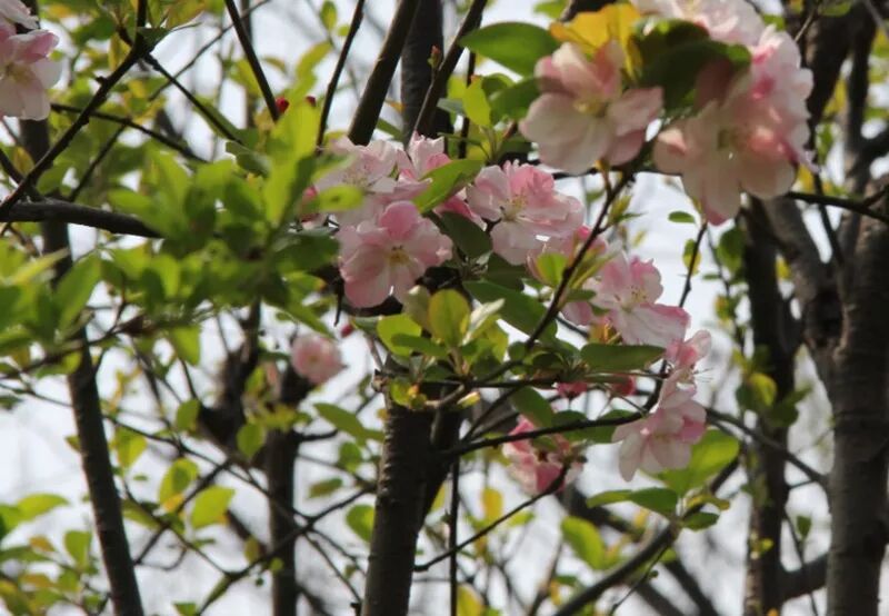 海棠花美的诗句_形容海棠花的优美诗句_海棠诗句优美形容花的句子