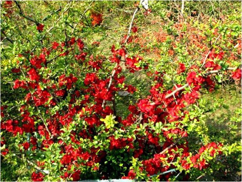 海棠花美的诗句_形容海棠花的优美诗句_海棠诗句优美形容花的句子