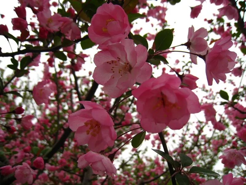 形容海棠花的优美诗句_海棠诗句优美形容花的句子_海棠花美的诗句