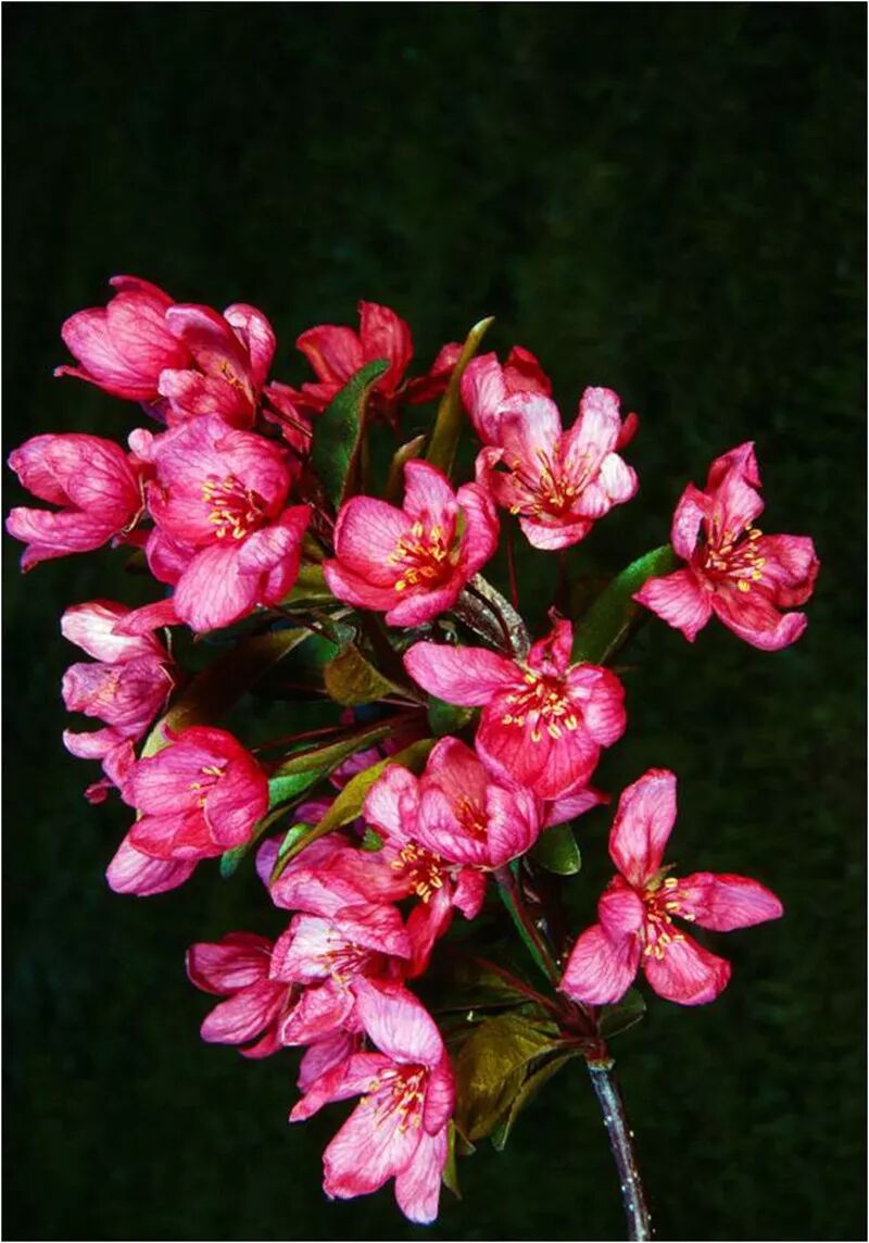 形容海棠花的优美诗句_海棠花美的诗句_海棠诗句优美形容花的句子