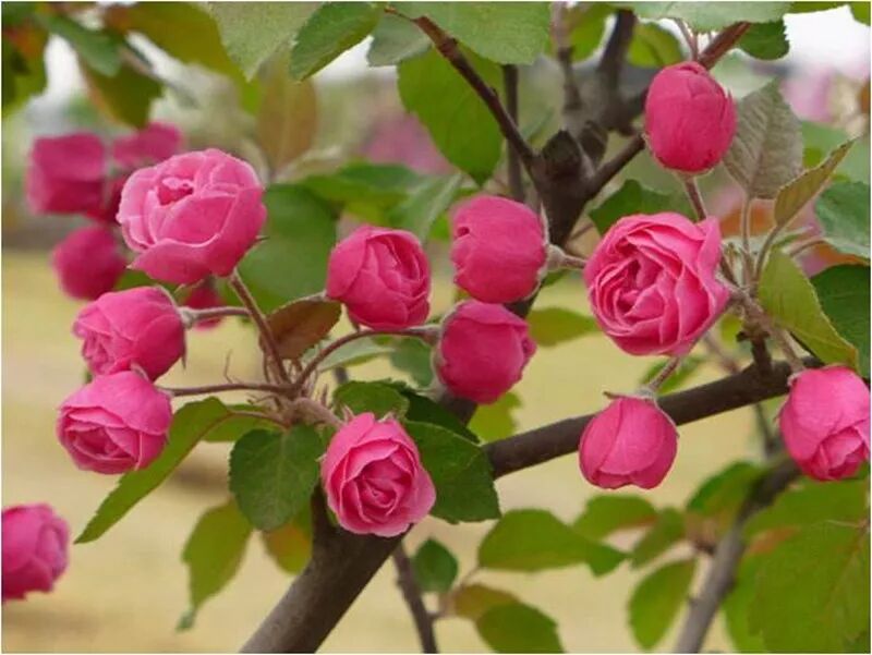 海棠花美的诗句_形容海棠花的优美诗句_海棠诗句优美形容花的句子