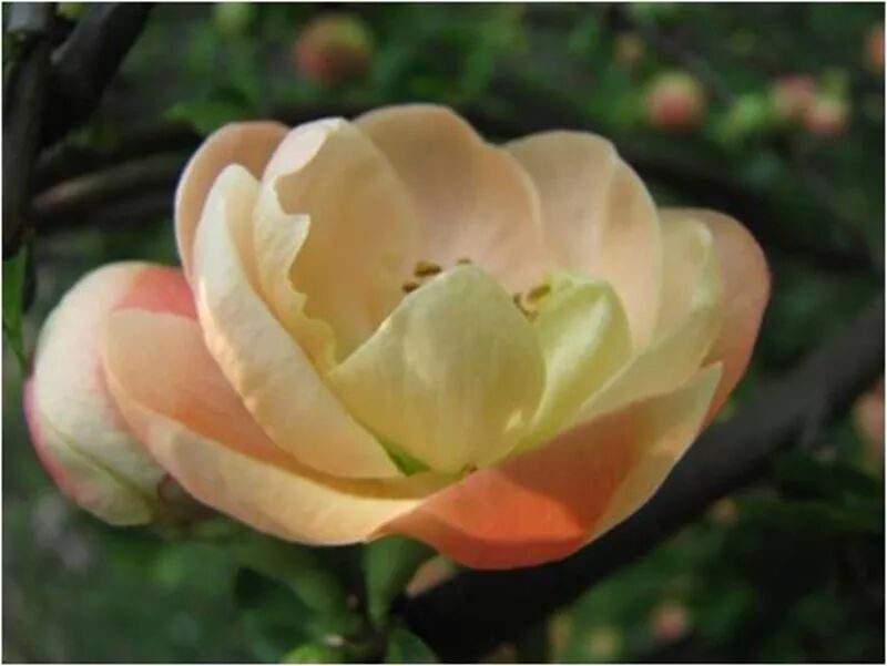 海棠花美的诗句_海棠诗句优美形容花的句子_形容海棠花的优美诗句